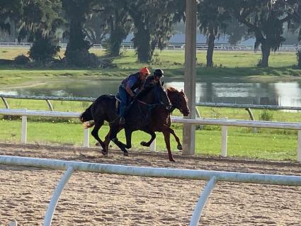 Jump Start colt Start a Fire training at T-Square Stud on May 11, 2019 (Adam Parker)