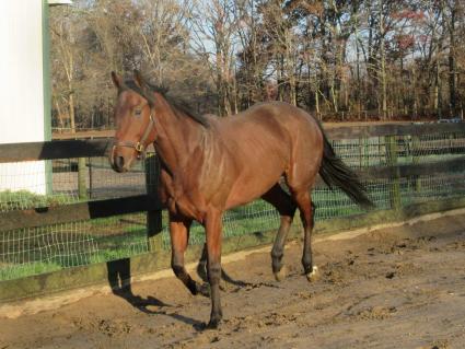 Seven Seven at Sunset Meadow Farm on November 14, 2020 (Jeanne Vuysevich)