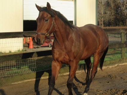 Seven Seven at Sunset Meadow Farm on November 14, 2020 (Jeanne Vuysevich)