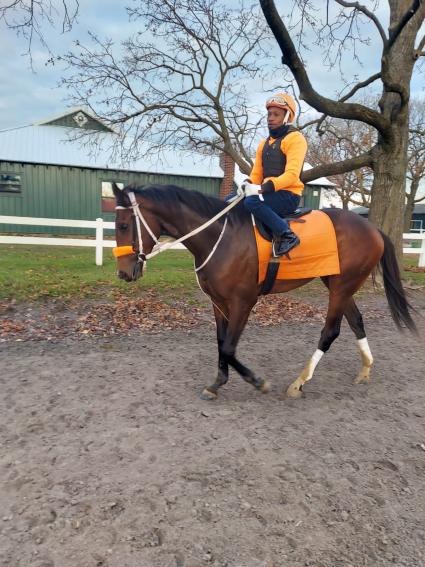 Fire's Finale heading to the track to train this morning at Belmont Park on November 17, 2020 (Kelly Breen)