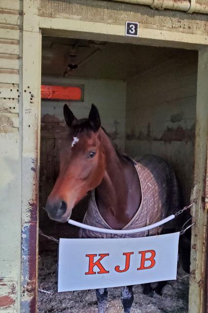 Adhwaa in her stall on Christmas day at Belmont Park
