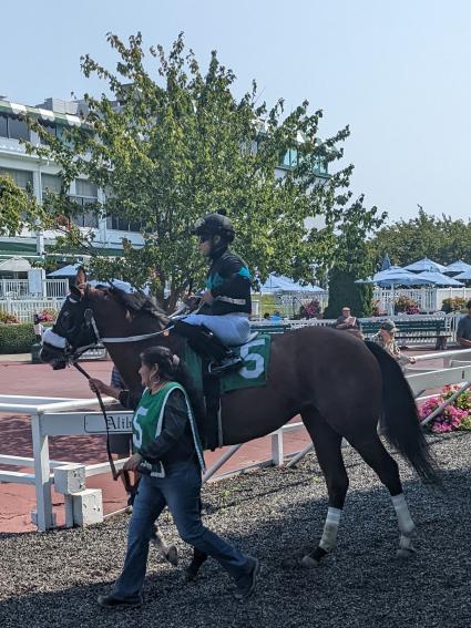 Appraisal in the paddock for Race 2 at Monmouth Park on Sunday, September 18, 2022 (Scott Schaub)