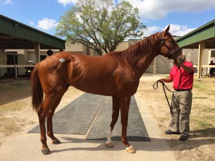 More Than Ready colt trained by Jerry Hollendorfer at Santa Anita