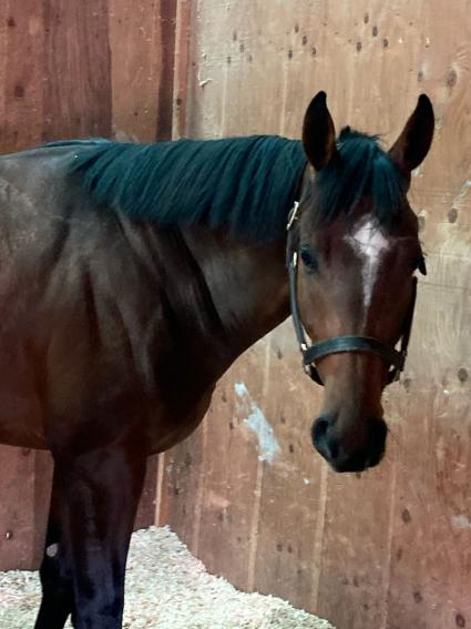 Arrogate-Belle Chloe colt at Monmouth Park on May 6, 2022 (Kelly Breen)