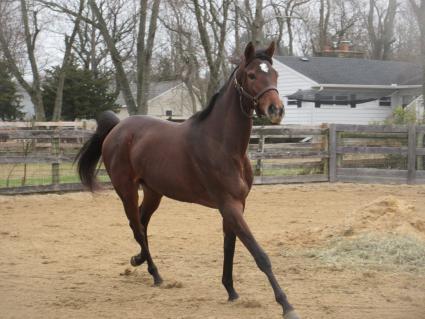 Blu Candy at Sunset Meadow Farm on December 12, 2020 (Jeanne Vuyosevich)