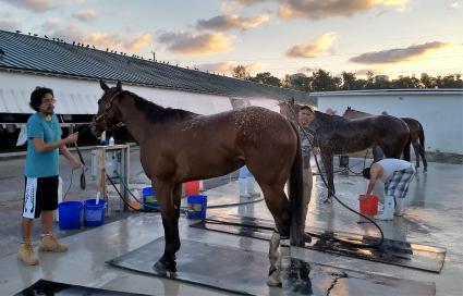 Adios Charlie filly Blue Eyed Beth getting a bath after training at Gulfstream Park on March 2, 2019