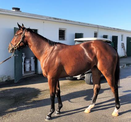 Two year old Adios Charlie filly Blue Eyed Beth at Gulfstream Park on October 13, 2018 (Ron Spatz)