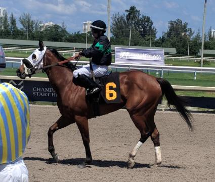 Adios Charlie filly Blue Eyed Beth in race 4 at Gulfstream Park on May 17, 2019 (Cyn L)