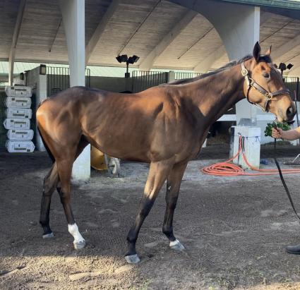 Bluto's Candy at Palm Meadows on February 20, 2022 (Kelly Breen)