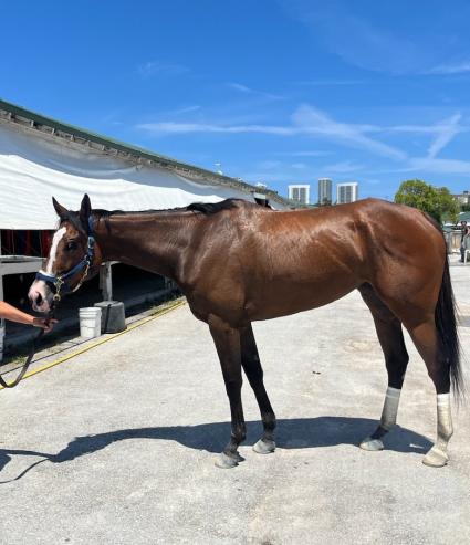 Boston Princess post race at Gulfstream Park on May 11, 2023 (Ron Spatz)