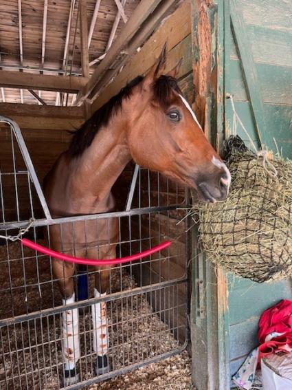 Boston Princess in her stall on April 20, 2023 (Ron Spatz)