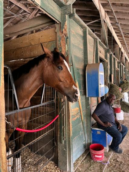 Boston Princess in her stall on March 12, 2023 (Ron Spatz)