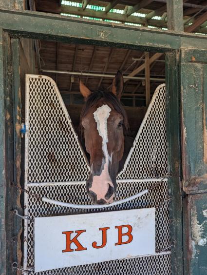 Boston Princess in her stall at Monmouth Park on September 17, 2023