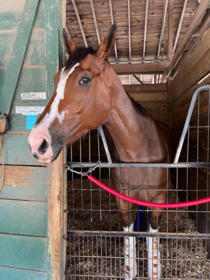 Boston Princess in her stall on April 20, 2023 (Ron Spatz)