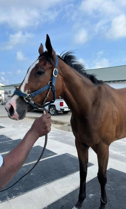 Boston Princess Head Shot (Ron Spatz)