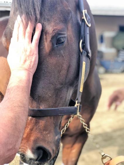 Ghostzapper colt Bullion after morning training at Los Alamitos on November 24, 2018 (MyRacehorse.com)