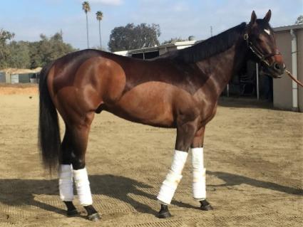  Ghostzapper colt Bullion after morning training at Los Alamitos on November 24, 2018 (MyRacehorse.com) 