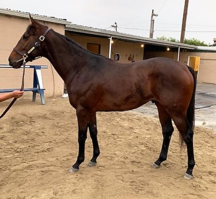 Ghostzapper colt Bullion returns to training at Los Alimitos on October 25, 2018 (Don Chatlos)