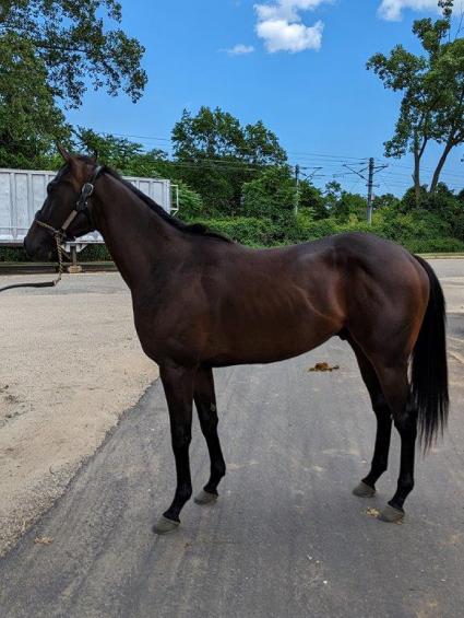 Cali Heat outside the barn at Monmouth Park 