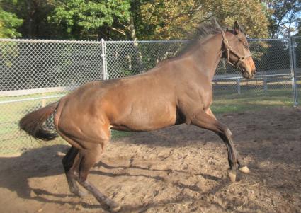Charge Account at Sunset Meadow Farm on October 19, 2021 (Jeanne Vuyosevich)