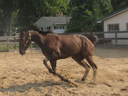 Charge Account at Sunset Meadow Farm on September 15, 2020 (Jeanne Vuyosevich)