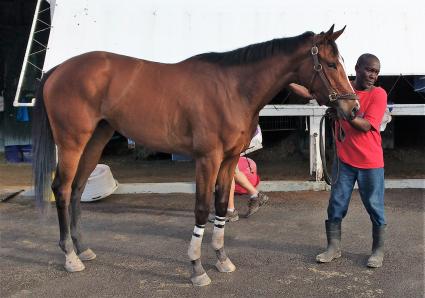 Sky Mesa filly Charming Emmy at Gulfstream Park (Robb Levinsky)