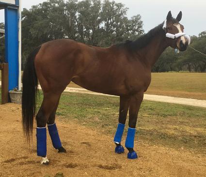 Sky Mesa filly Charming Emmy heads to Gulfstream Park to resume training (photo credit: Adam Parker)