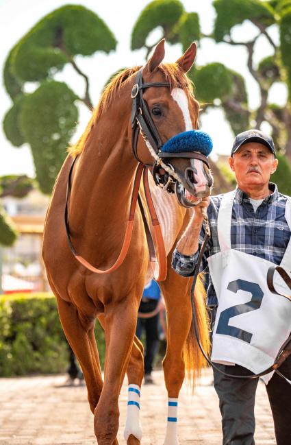 More Ice in the Santa Anita Derby on April 6, 2019 (Christian Murillo)