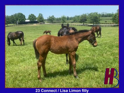 2023 Connect - Lisa Limon filly at Hidden Brook Farm on May 25,2023 (Hidden Brook Farm)