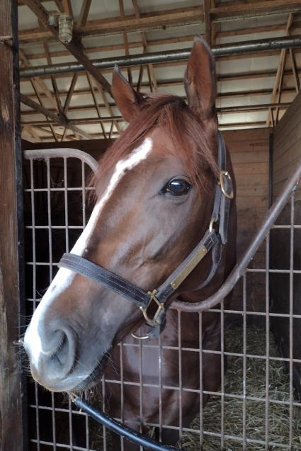 Cup of Life in her stall at Penn National on October 27, 2021 (Mark Salvaggio)