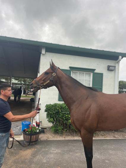 Easy as A.B.C. at Palm Meadows - November 2022 (Kelly Breen)