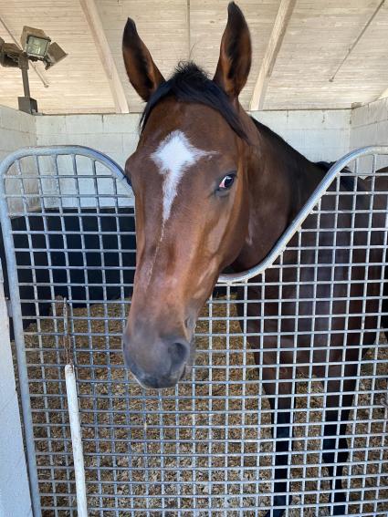Easy as A.B.C. in his stall at Palm Meadows on October 27, 2022 (Kelly Breen)