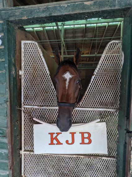 Easy as A.B.C. in his stall at Monmouth Park on August 20, 2022