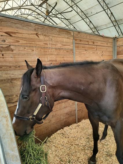 Ellie's A Riot in her stall at Gulfsteam Park, January 19, 2023