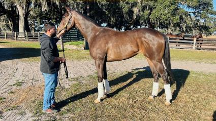 Ellie's A Riot at the Ocala farm - January 19, 2023