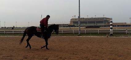 Exchanging Ember training at Penn National on January 4, 2019