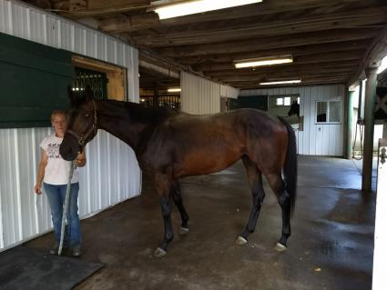 E Dubai filly Exchanging Ember at Daydream Farm (Robb Levinsky)