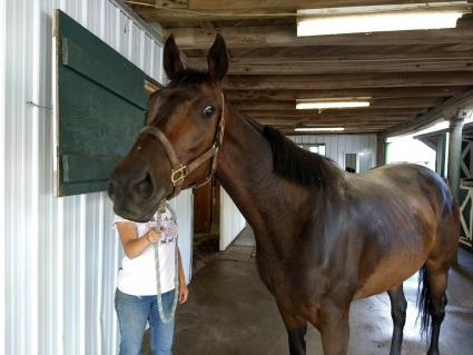 E Dubai filly Exchanging Ember at Daydream Farm (Robb Levinsky)