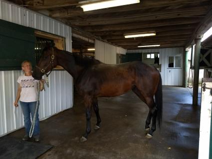 E Dubai filly Exchanging Ember at Daydream Farm (Robb Levinsky)