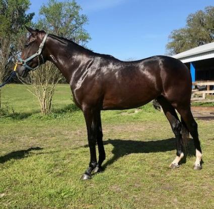 Exchanging Fire 2018 colt at T-Square Stud on March 14, 2020