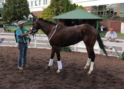 Federal Dominance, with Nik Juarez up, in race 12 at Monmouth Park on June 15, 2019 (Chris Driscoll)