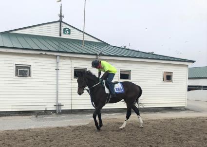 Fire's Finale at Gulfstream Park on May 17, 2020 (Ron Spatz)