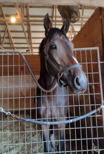 Fire's Finale in his stall at Penn National on October 27, 2021 (Mark Salvaggio)