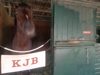 Fire's Finale in his stall at Monmouth Park on September 2, 2021 (George Katzenberger) 