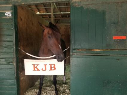 Fire's Finale in his stall at Monmouth Park on June 11, 2021 (George Katzenberger)