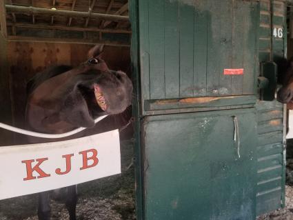 Fire's Finale in his stall at Monmouth Park on September 2, 2021 (George Katzenberger)
