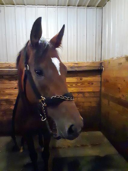 Giuliana Vee in her stall at Penn National on September 3, 2020 (Mark Salvaggio)