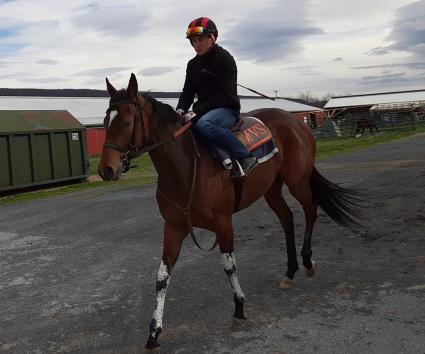 Giuliana Vee training at Penn National, Tyler Connor up, on April 3, 2020 (Mark Salvaggio)