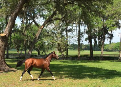 2yr Old Gone Astray colt 