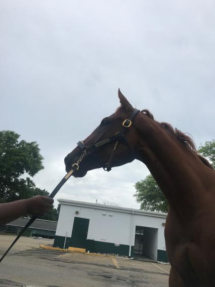 Harbour Way cooling down after breaking her maiden in race 1 at Monmouth Park on July 15, 2018. (Kelly Breen)